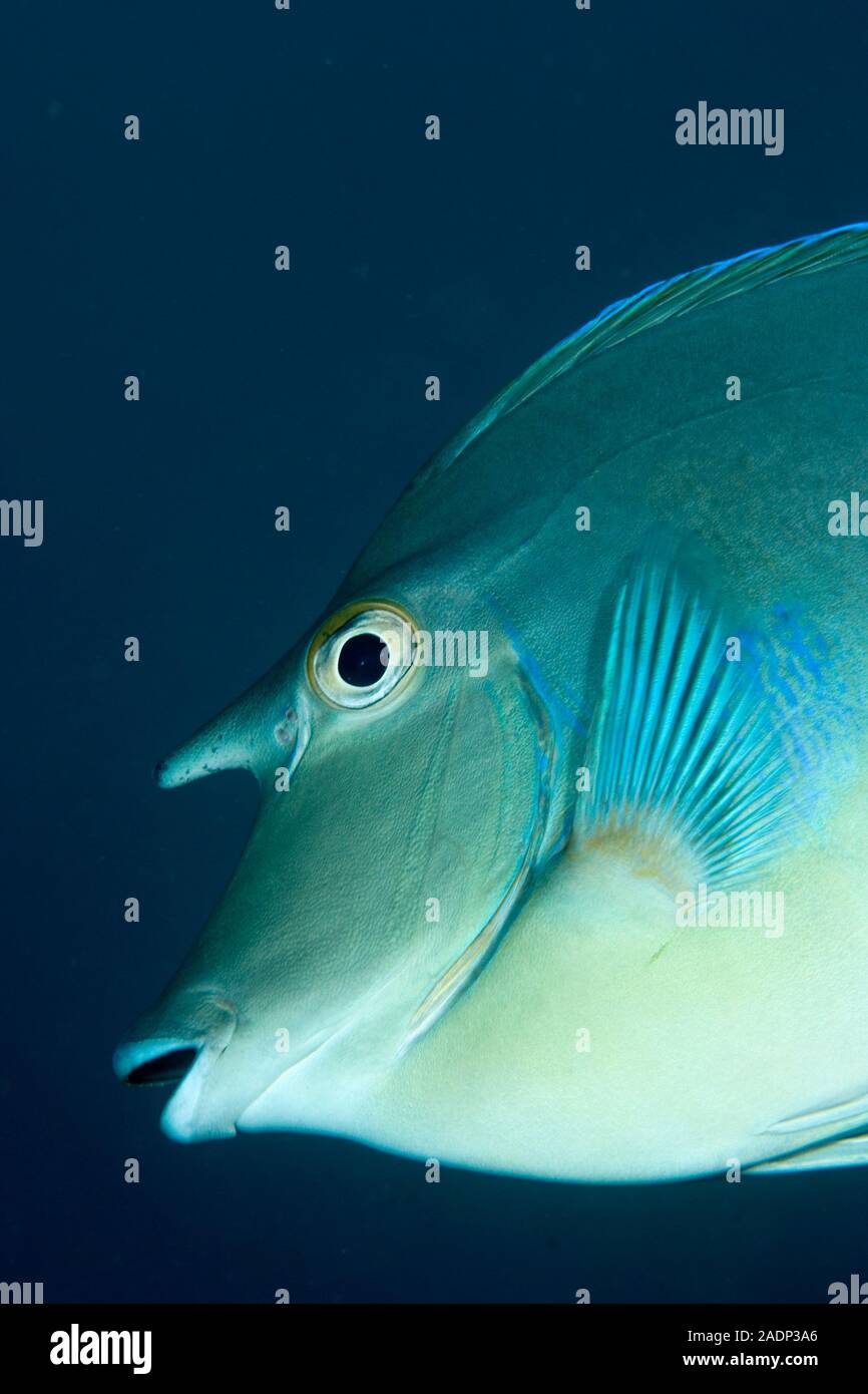 Shortnose unicornfish (Naso unicornis). This fish inhabits coral reefs