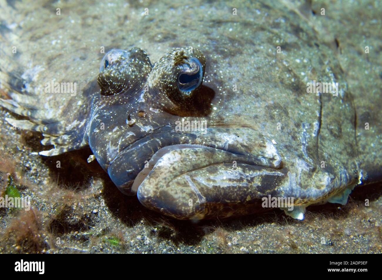 Flounder (Bothus sp.). Flounder undergo metamorphosis during their