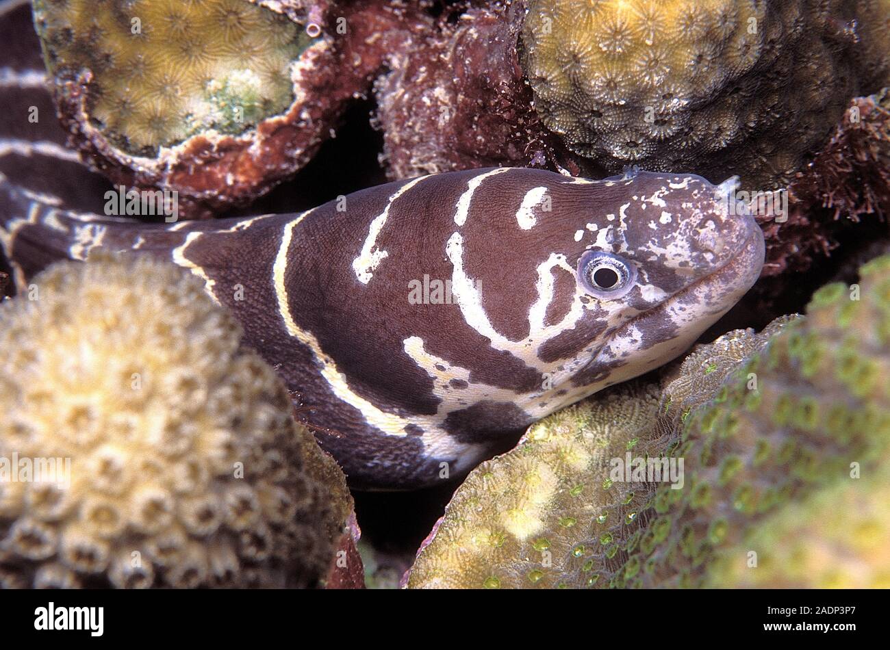 Juvenile Atlantic chain moray eel (Echidna catenata) amongst corals. This  fish inhabits reefs in the tropical Atlantic Ocean Stock Photo - Alamy