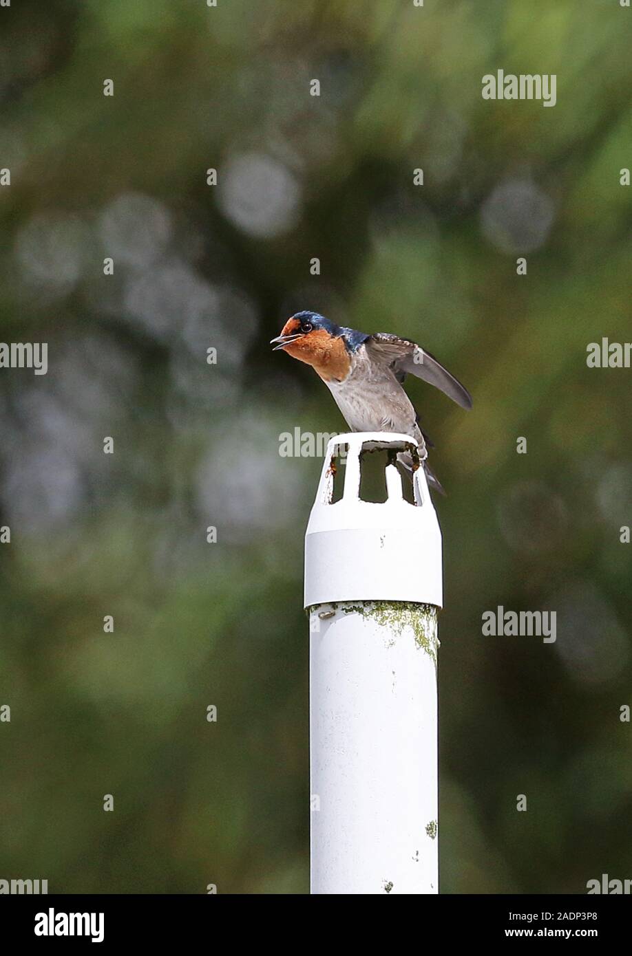 House Swallow (Hirundo javanica albescens) adult perched on chimney stretching  Tabubil, Papua New Guinea                         July Stock Photo