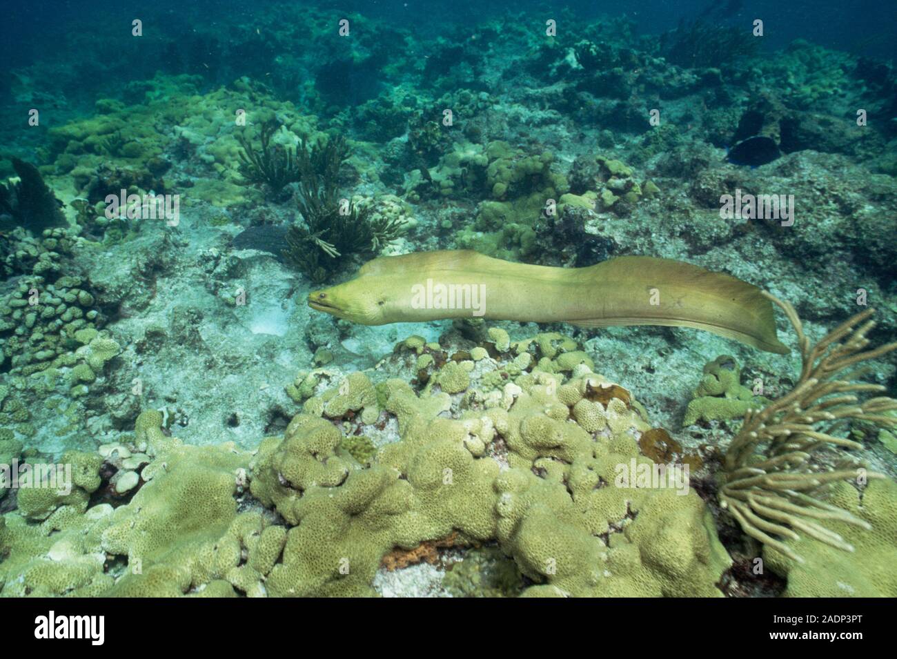 Green moray eel (Gymnothorax funebris). This eel is found in the