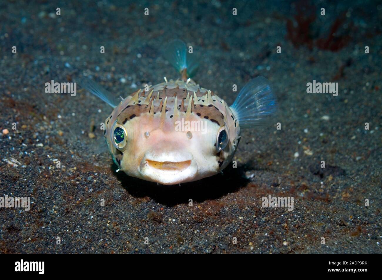 Black-spotted porcupinefish (Arothron hystrix) inflating itself. The ...