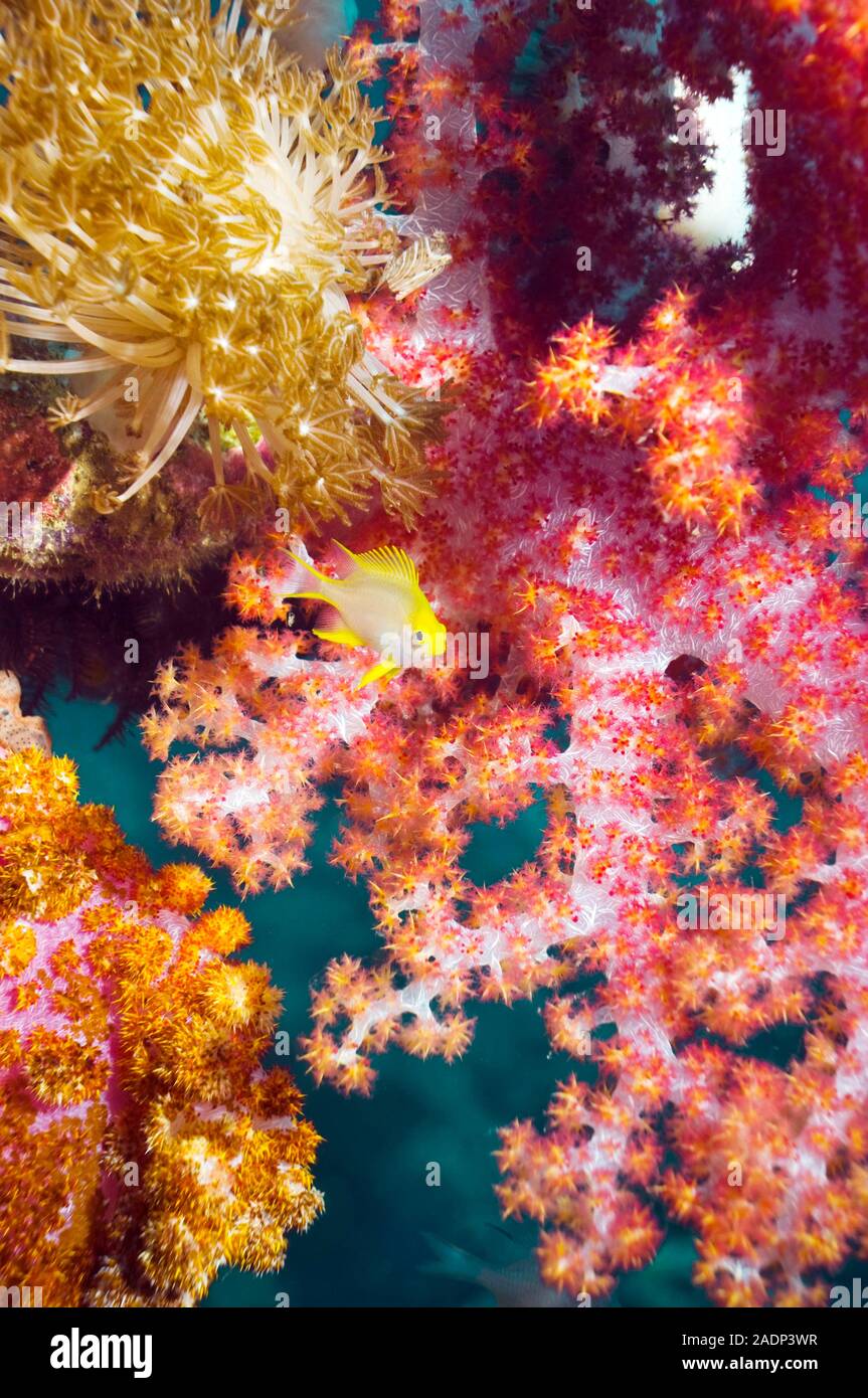 Curated visual reference: Indo Pacific Yellow Damselfish Coral Disease Treatment Reference: Golden Damselfish Amblyglyphidodon Aureus Juvenile Among Soft Coral