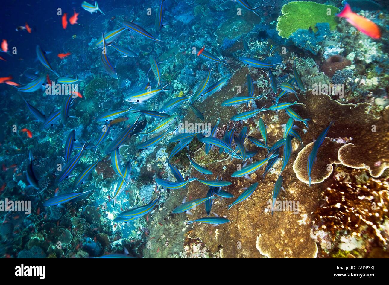 Scissor-tailed fusilier (Caesio caerulaurea) at a cleaning station ...