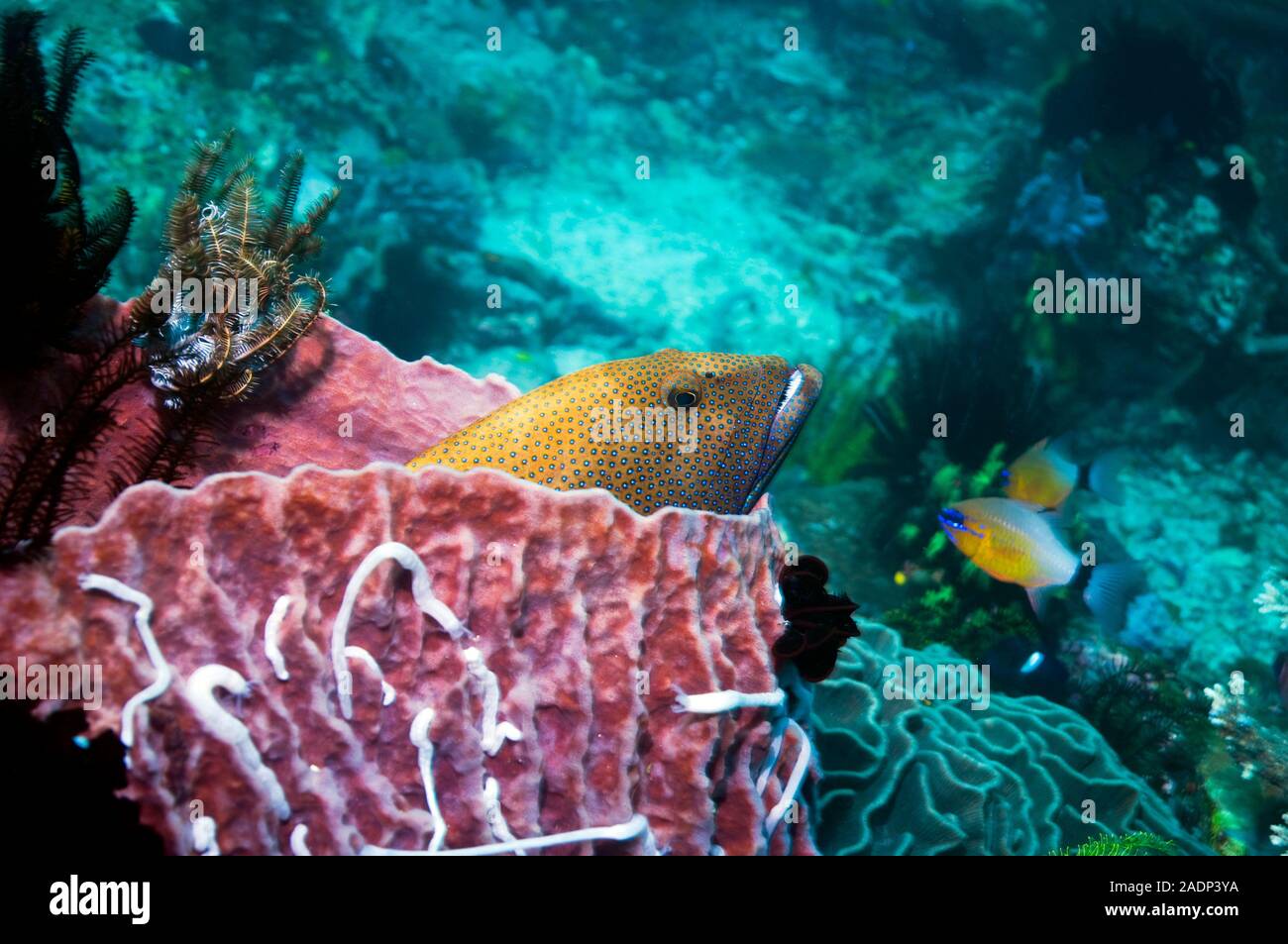 Blue-spotted grouper (Cephalopholis argus) among coral. This fish, also ...