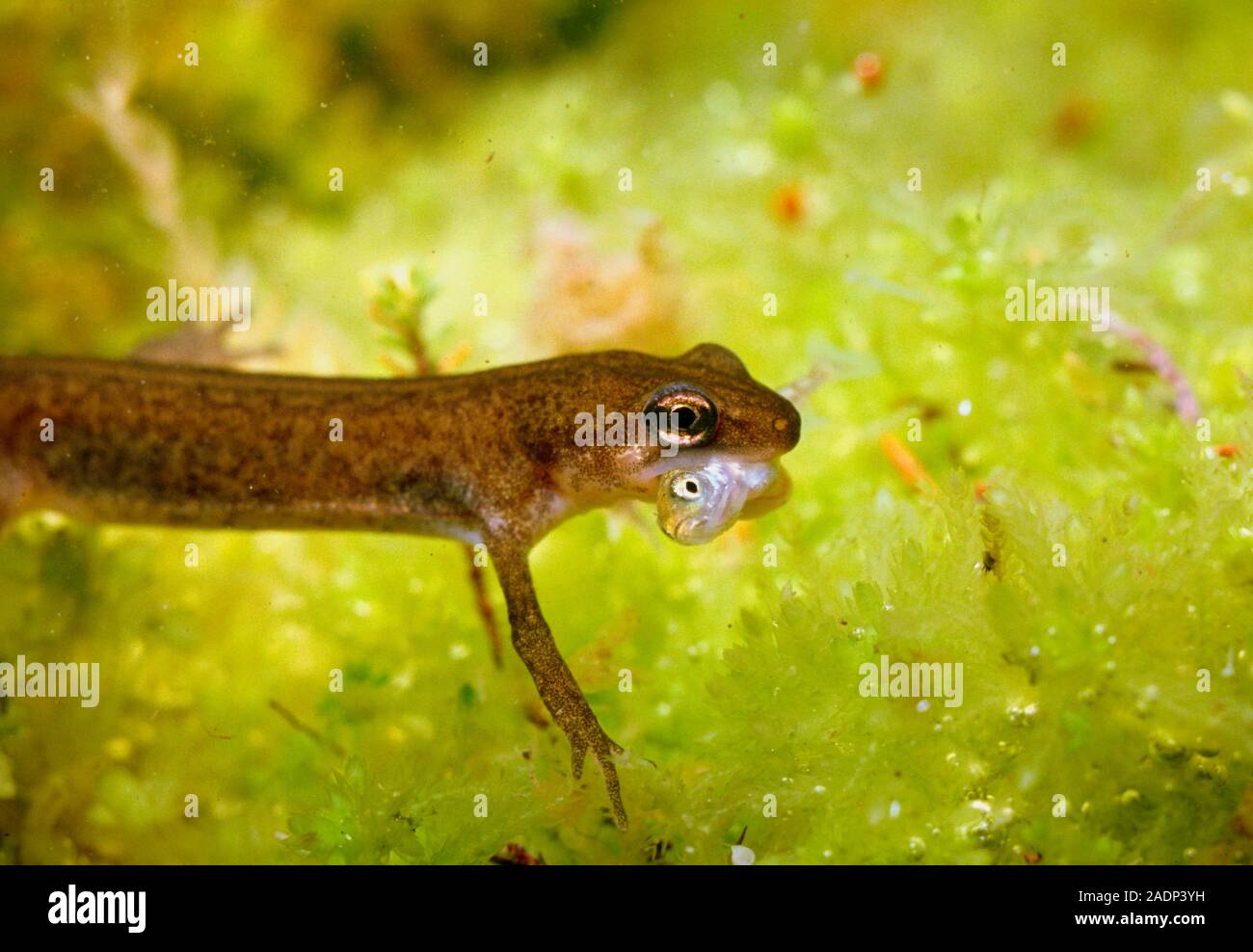 Palmate newt Triturus helveticus holding a small stickleback in his mouth. Stock Photo