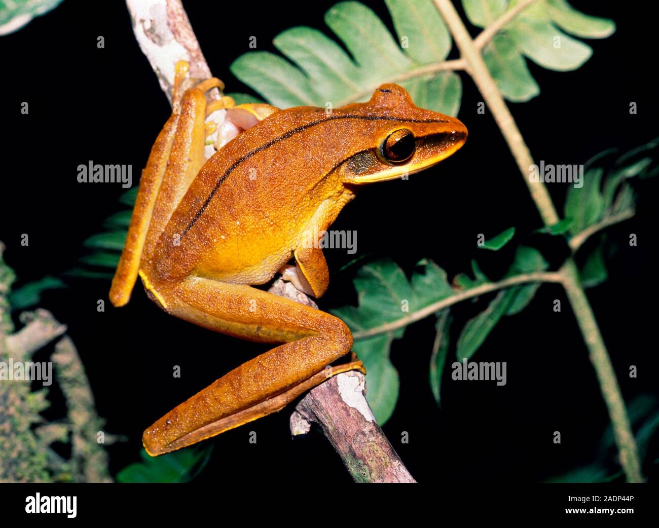 Hyla lanciformis, a species of tree frog native to the Amazon ...