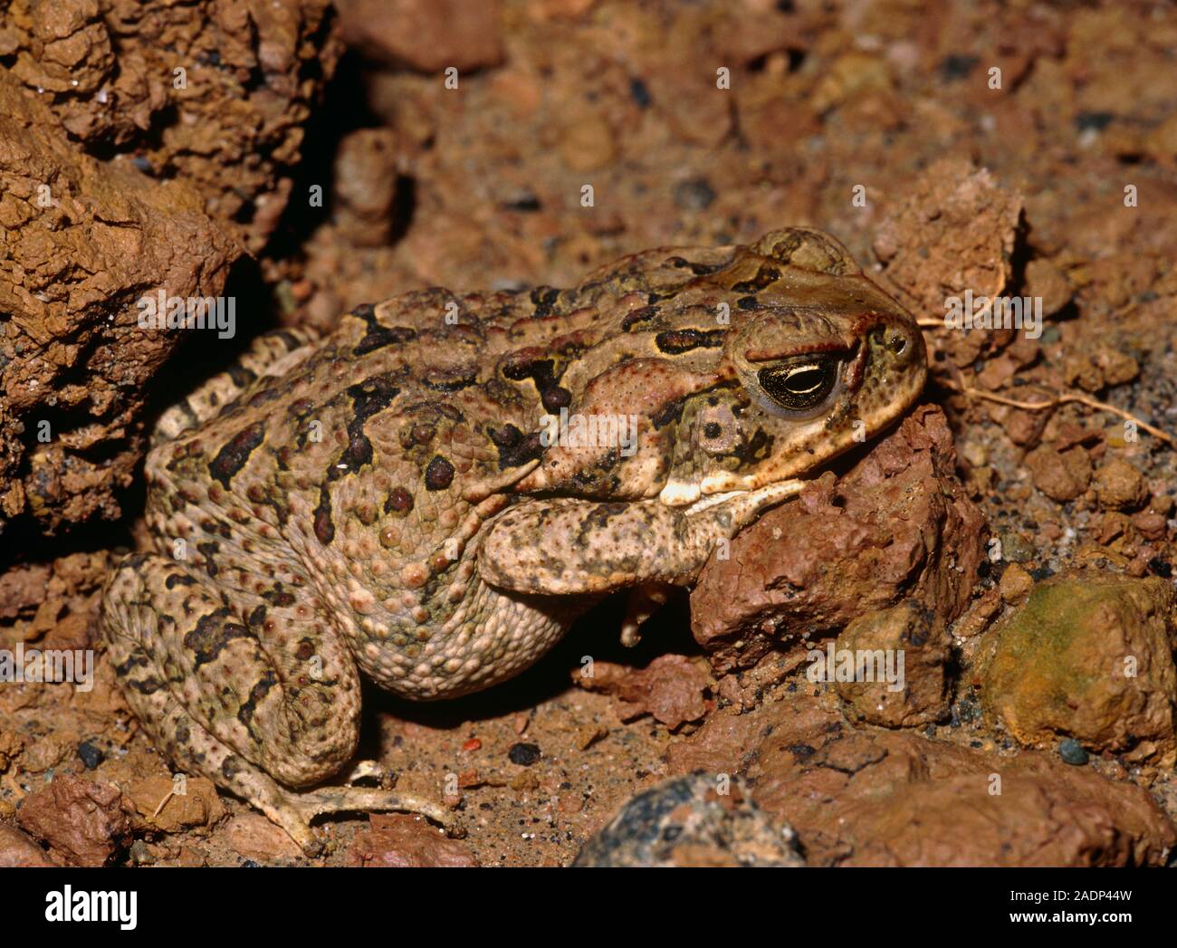 Juvenile cane toad. This poisonous toad (Bufo marinus, also called the ...