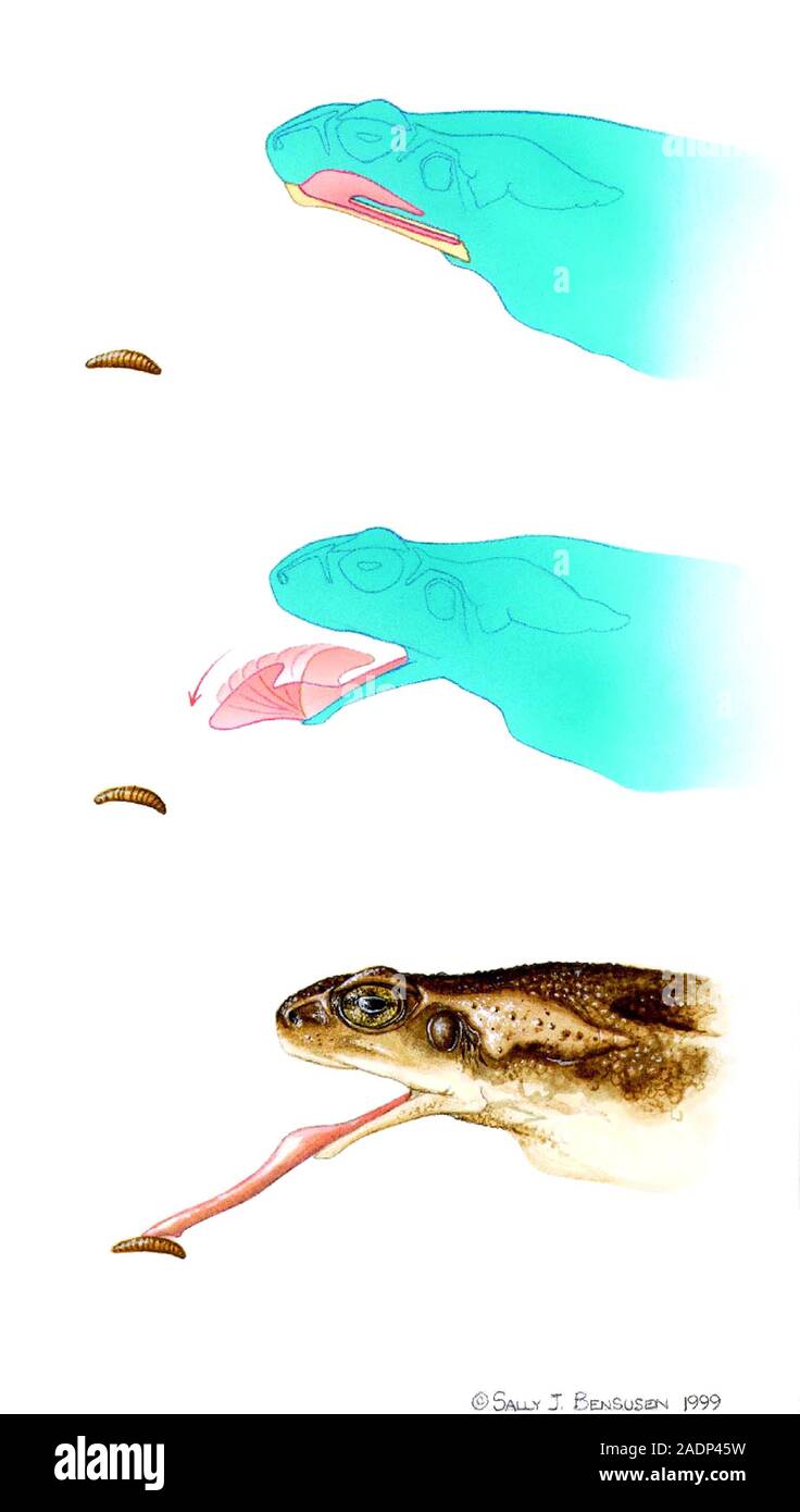 Marine toad tongue action. Artwork sequence of the tongue action of a ...