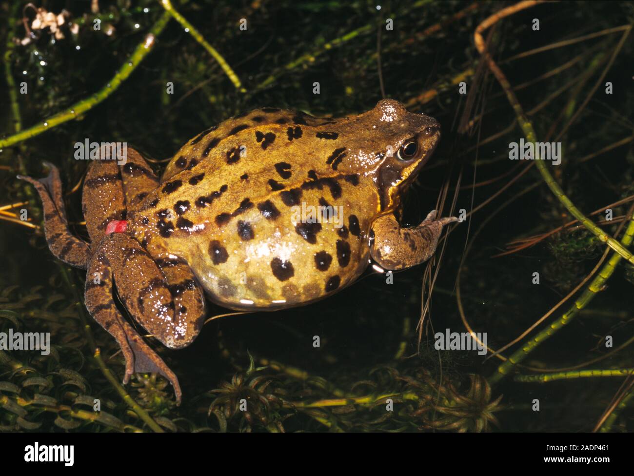 Frog prolapse. Female common frog (Rana temporaria) that has suffered a