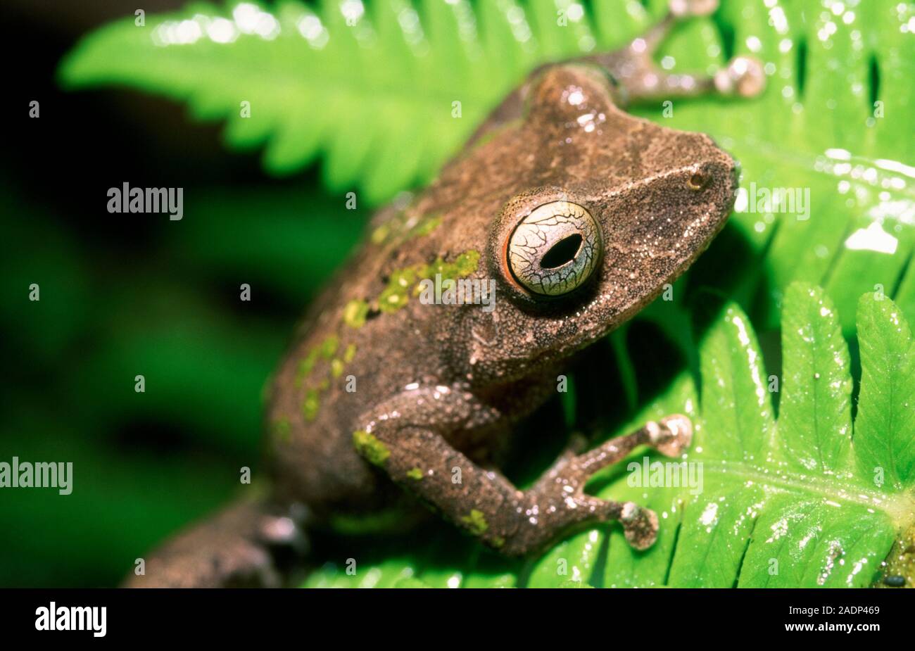 Frog (Eleutherodactylus sp.) sitting on a leaf. The Eleutherodactylus ...