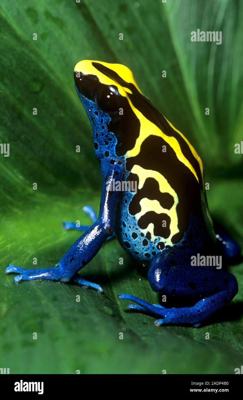 Dyeing poison frog (Dendrobates tinctorius). This species of poison ...