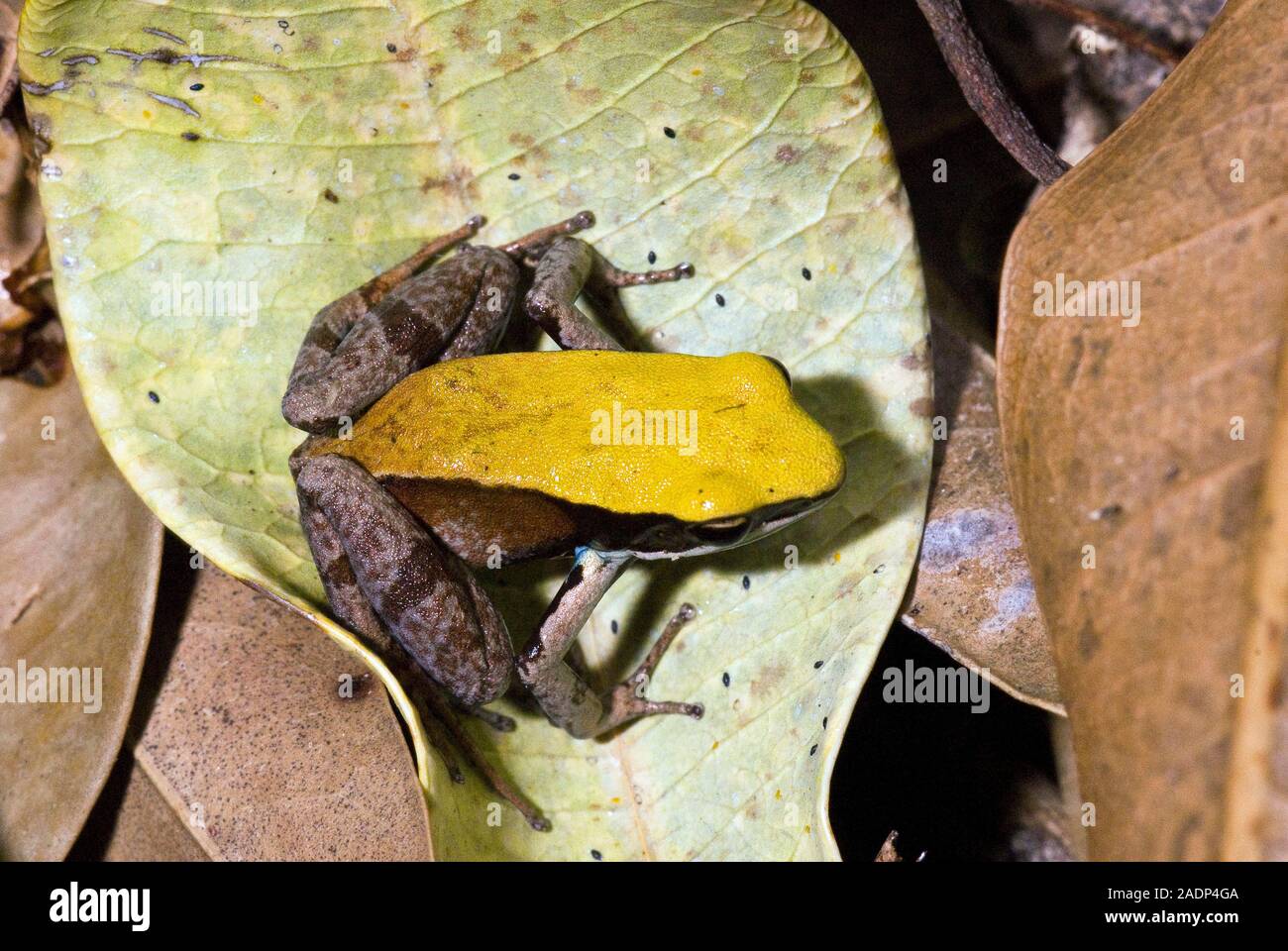 Brown mantella frog (Mantella betsileo) on a leaf. Brown mantella are endemic to Madagascar where their natural habitat is widely variable. Most speci Stock Photo