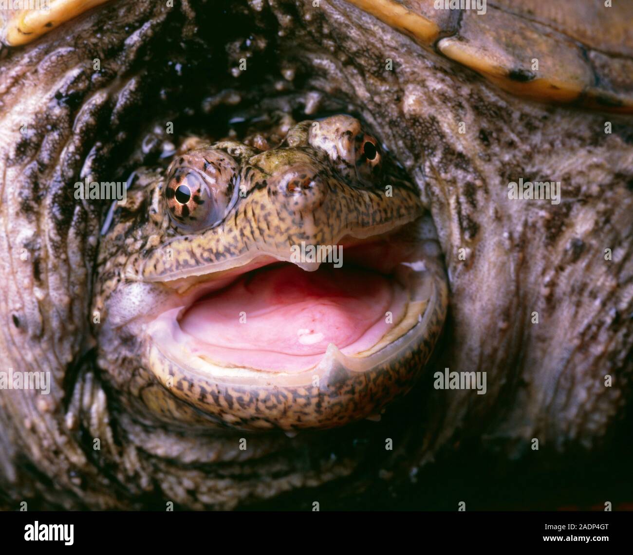 Snapping turtle. Head of a snapping turtle (Chelydra serpentina) with ...