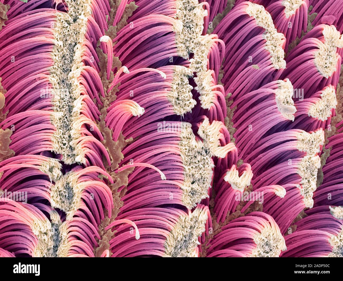Gecko foot hairs. Coloured scanning electron micrograph (SEM) of hairs ...