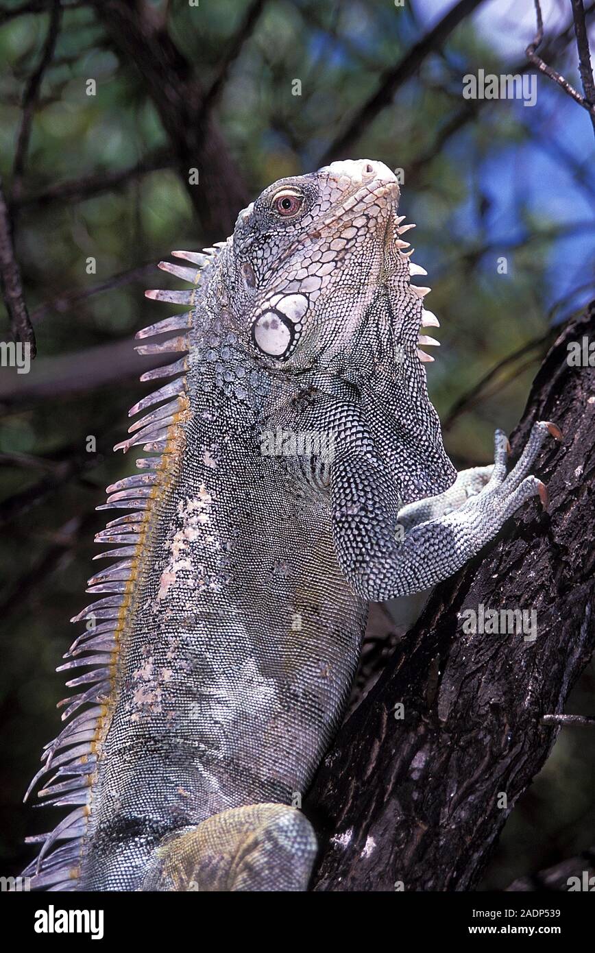 Green iguana (Iguana iguana) up a tree. This large species of arboreal ...