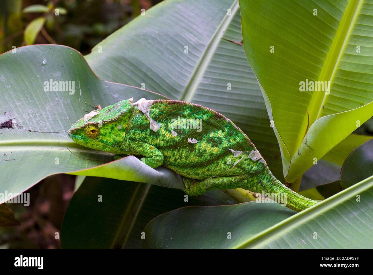 Panther Chameleon Furcifer Pardalis On A Leaf Panther Chameleons Are panther-chameleon-furcifer-pardalis-on-a-leaf-panther-chameleons-are