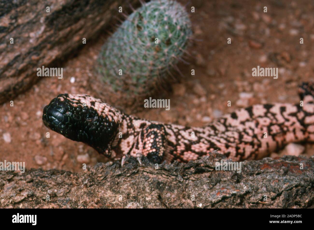 A Gila Monster (Heloderma suspectum). This is one of the two lizard ...