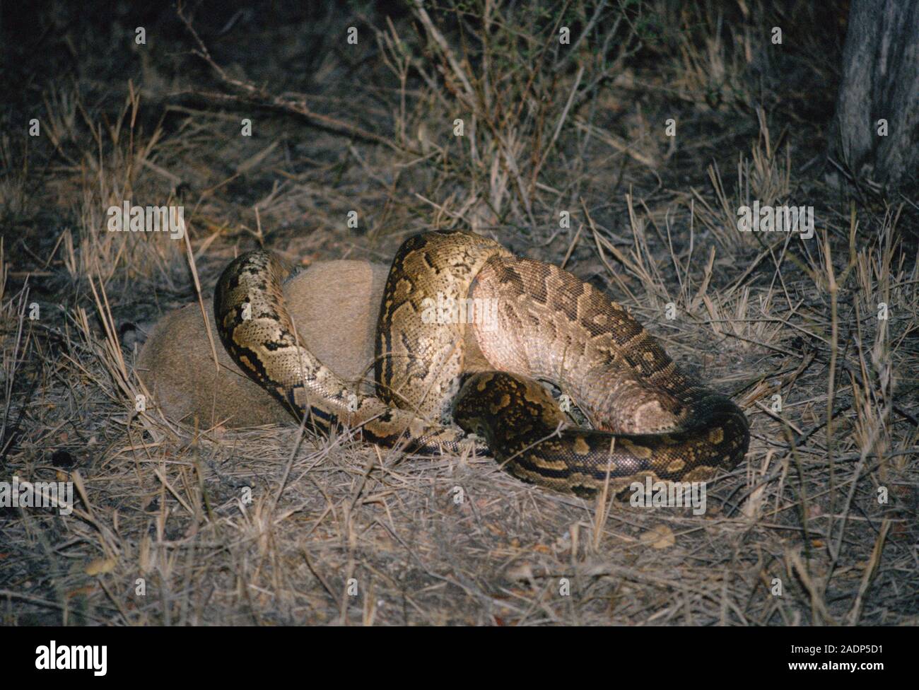 African rock python (Python sebae) eating a duiker (subfamily ...