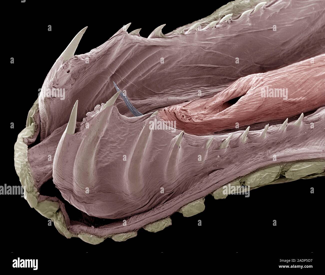 Lower jaw of a python. Coloured scanning electron micrograph (SEM) of ...