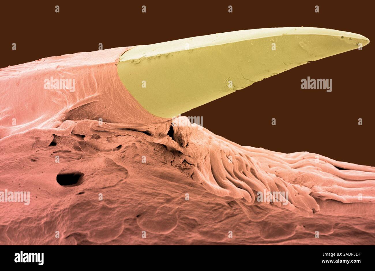 Python tooth. Coloured scanning electron micrograph (SEM) of a python's ...