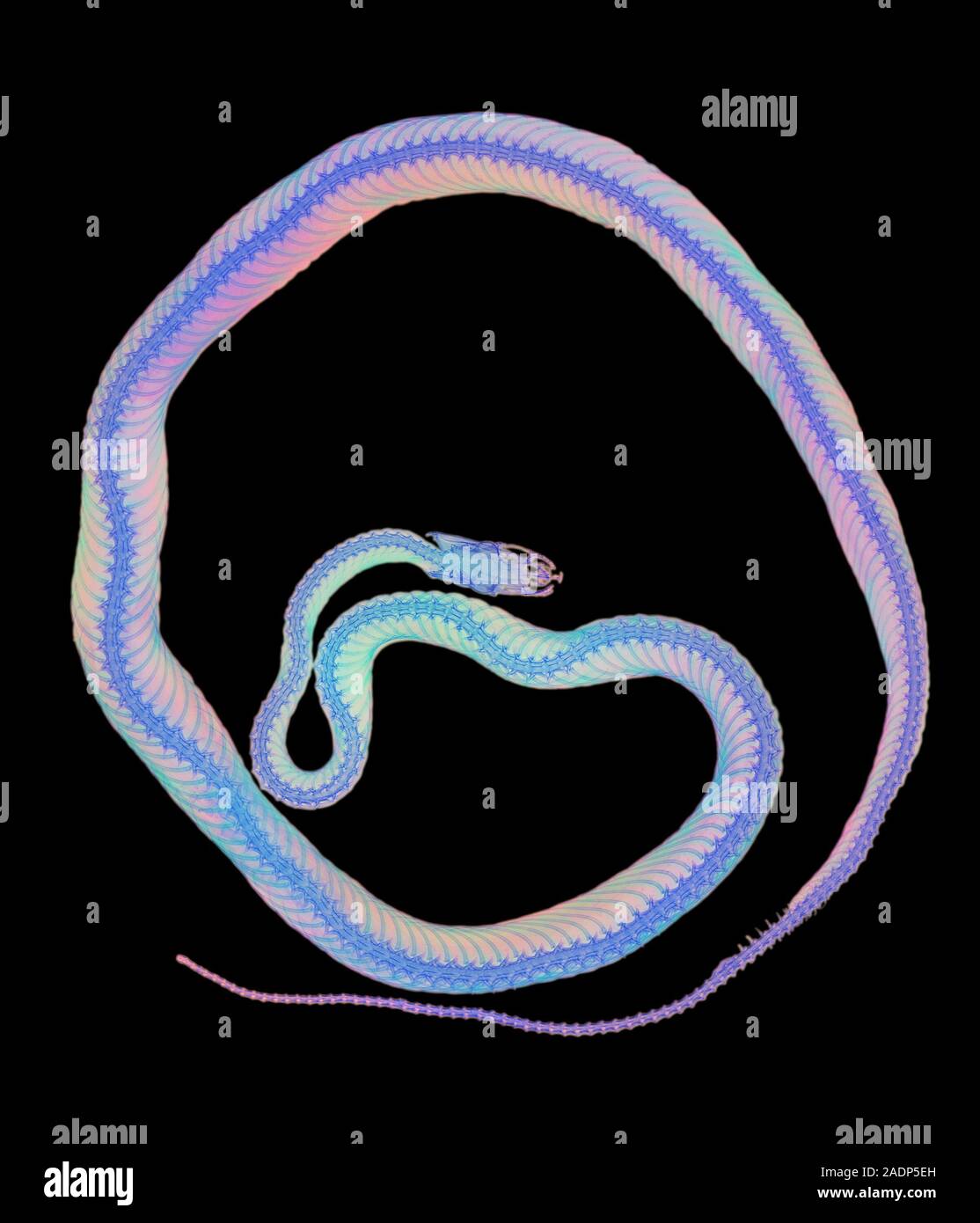 Corn snake. Coloured Xray showing the skeleton of the corn snake