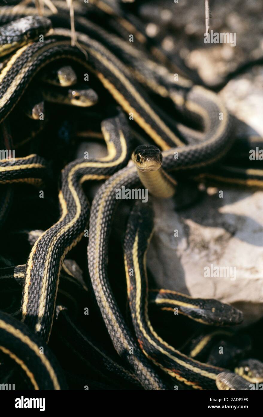 Redsided garter snakes (Thamnophis sirtalis parietalis) mating. The snakes mate in the spring