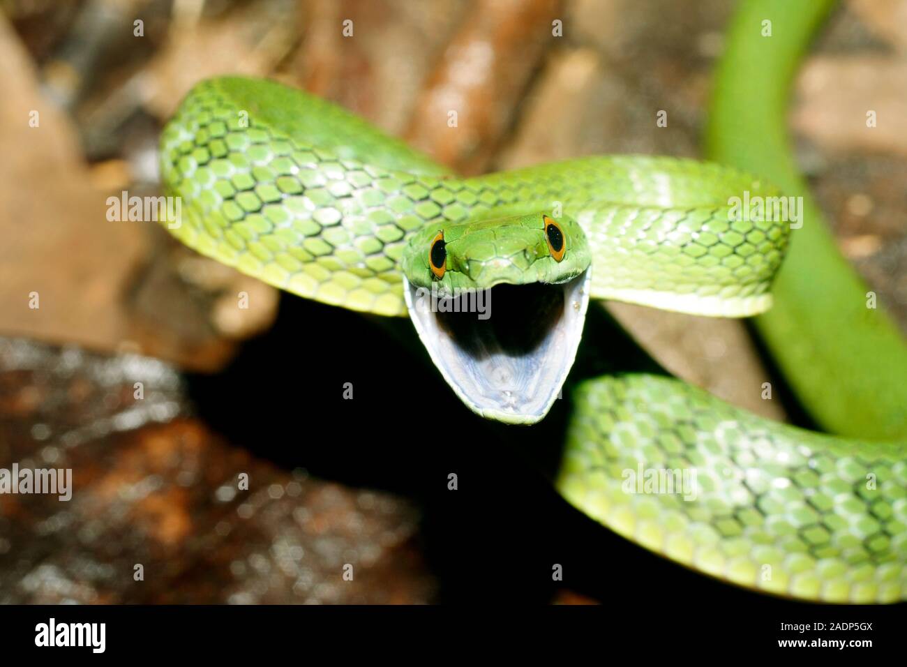 Green racer snake (Philodryas viridissimus), rearing up in a ...
