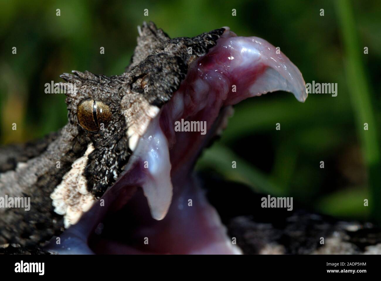 Southern adder (Bitis armata) extending its fangs. A groove runs the ...