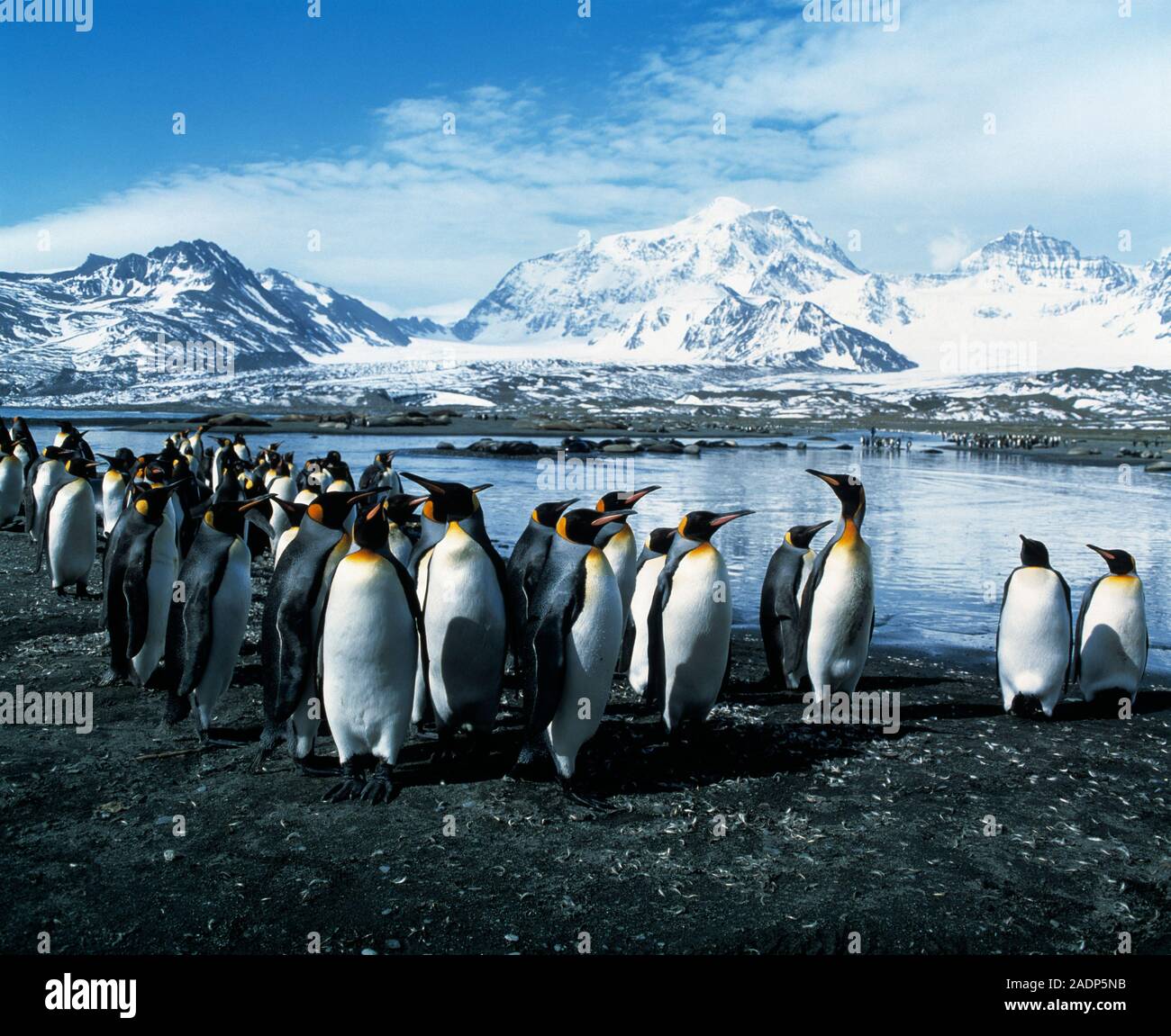 King penguins (Aptenodytes patagonicus). These birds are found in the