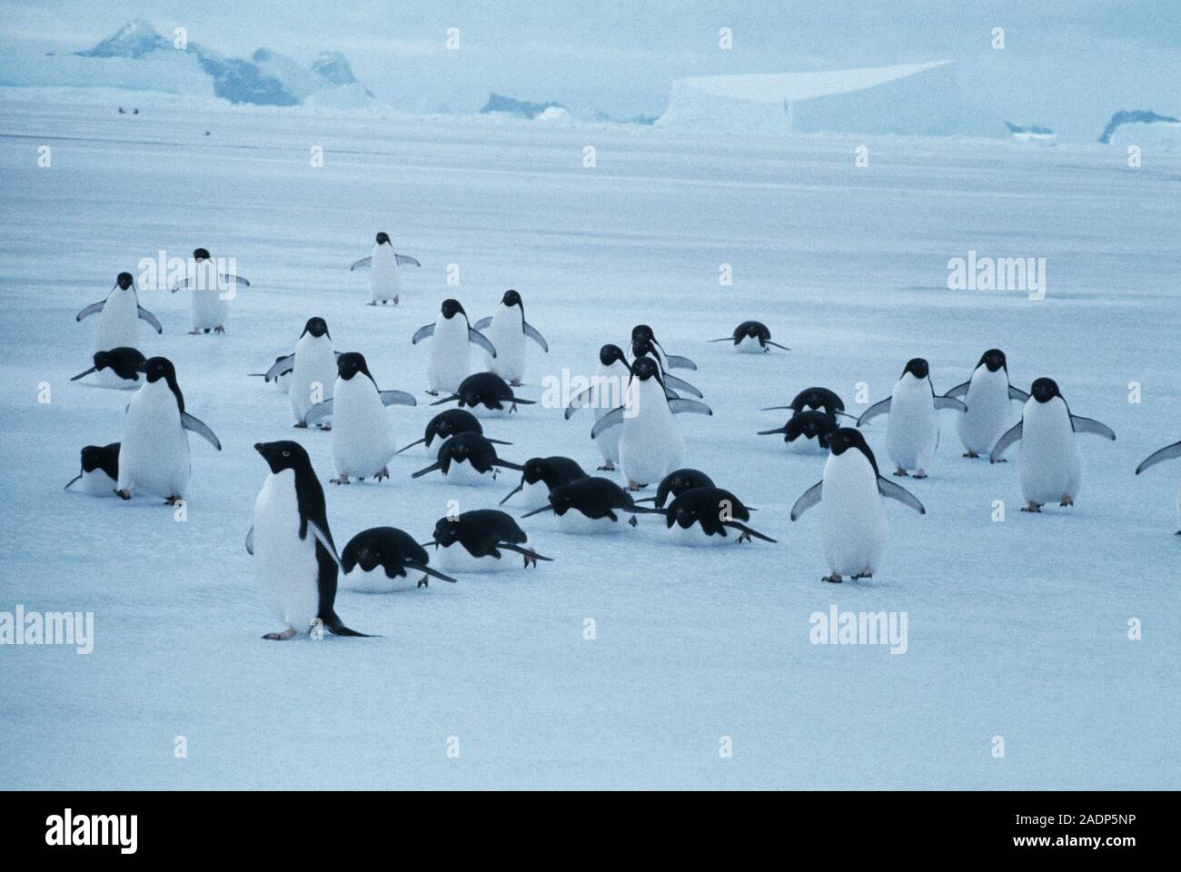Adelie penguins (Pygoscelis adeliae) returning over sea ice to their