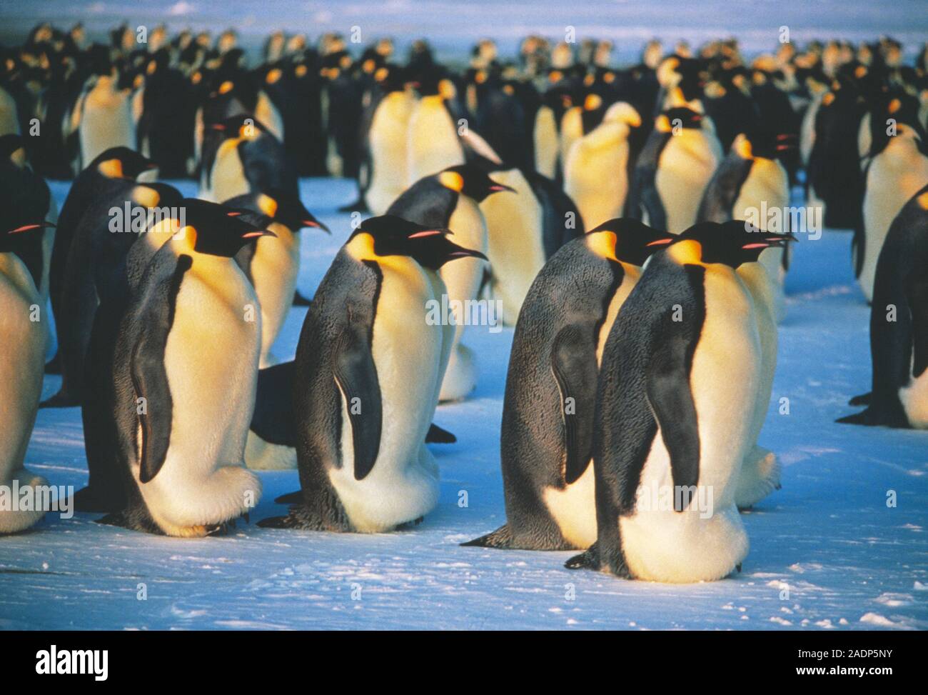 Emperor penguin (Aptenodytes forsteri) males incubating eggs. This