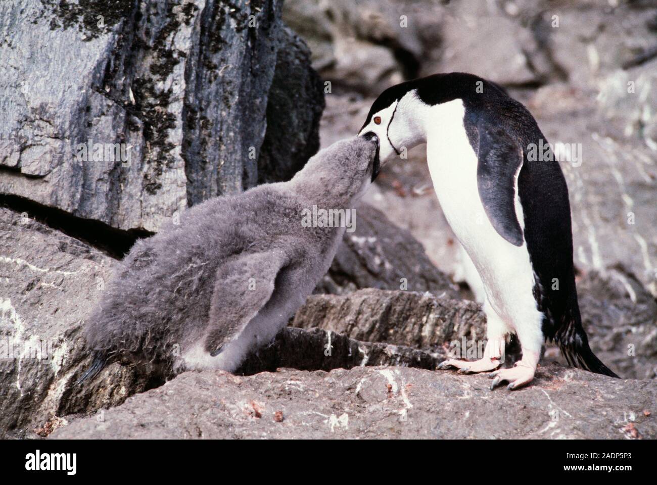 Chinstrap penguin (Pygoscelis antarctica) feeding its seven-week-old