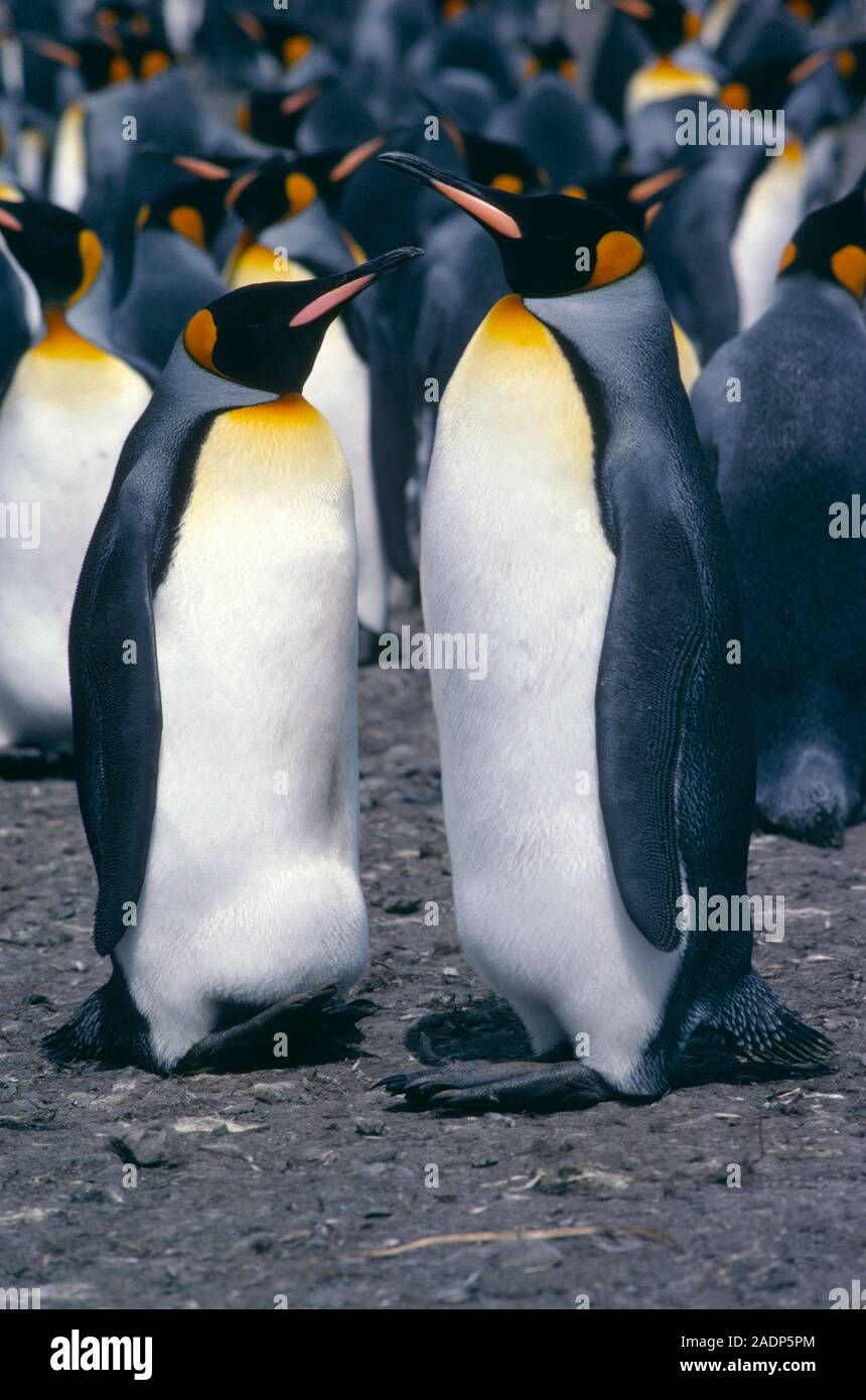 King penguins (Aptenodytes patagonicus). Both parents take turns in incubating the egg, holding it on their feet (see bird at left). These birds are f Stock Photo