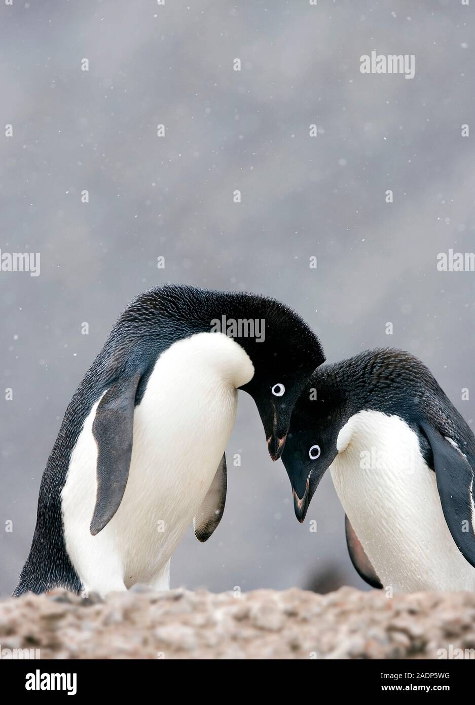 Adelie penguins (Pygoscelis adeliae). The adelie penguin is distributed ...