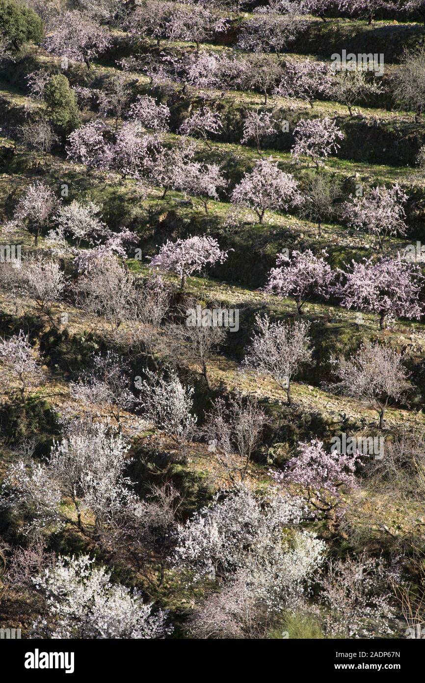 Almond trees covered in pink blossom on agricultural man-made terraces in the mountains of the Sierra Lujar, Alpujarra valley, Andalusia, Spain Stock Photo