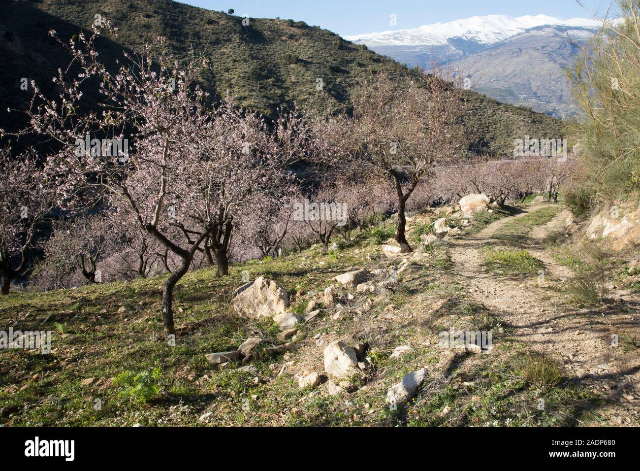 Almond trees covered in pink blossom on agricultural man-made terraces in the mountains of the Sierra Lujar, Alpujarra valley, Andalusia, Spain Stock Photo