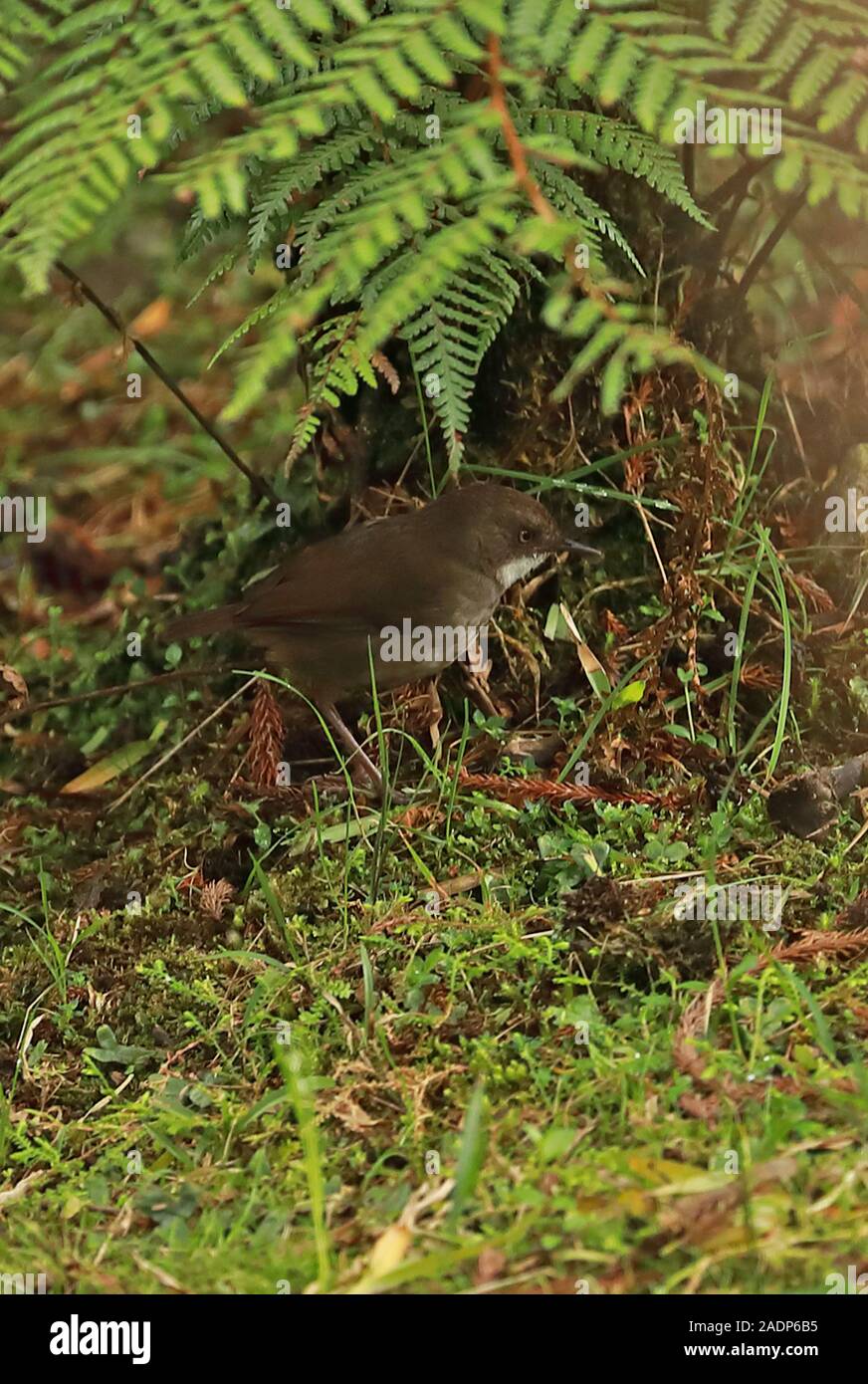 Mountain Mousewarbler (Crateroscelis robusta) adult foraging on the