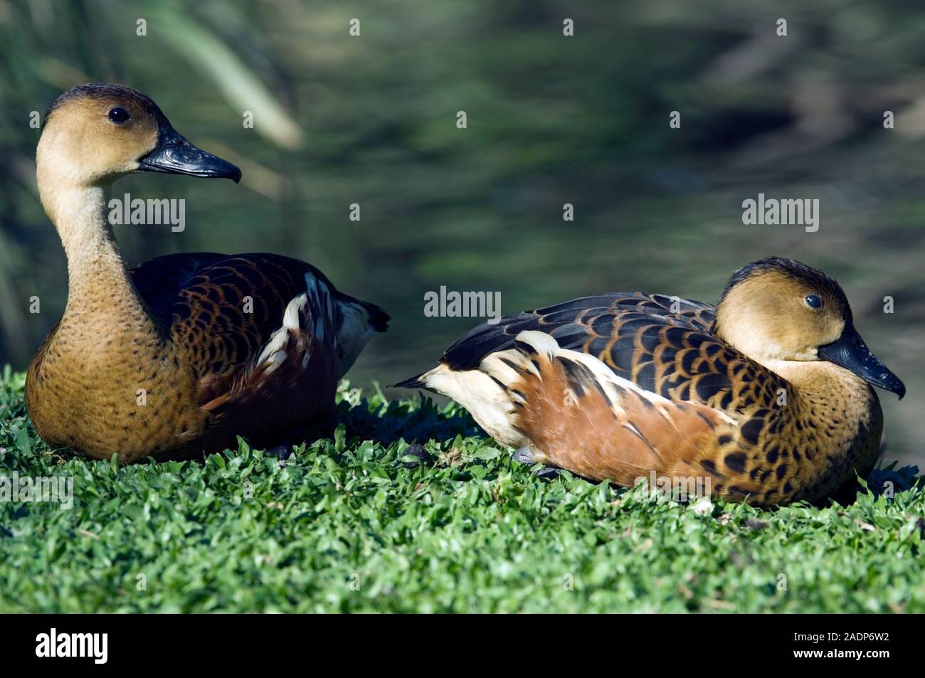 Wandering whistling ducks (Dendrocygna arcuata) sitting in grass. This