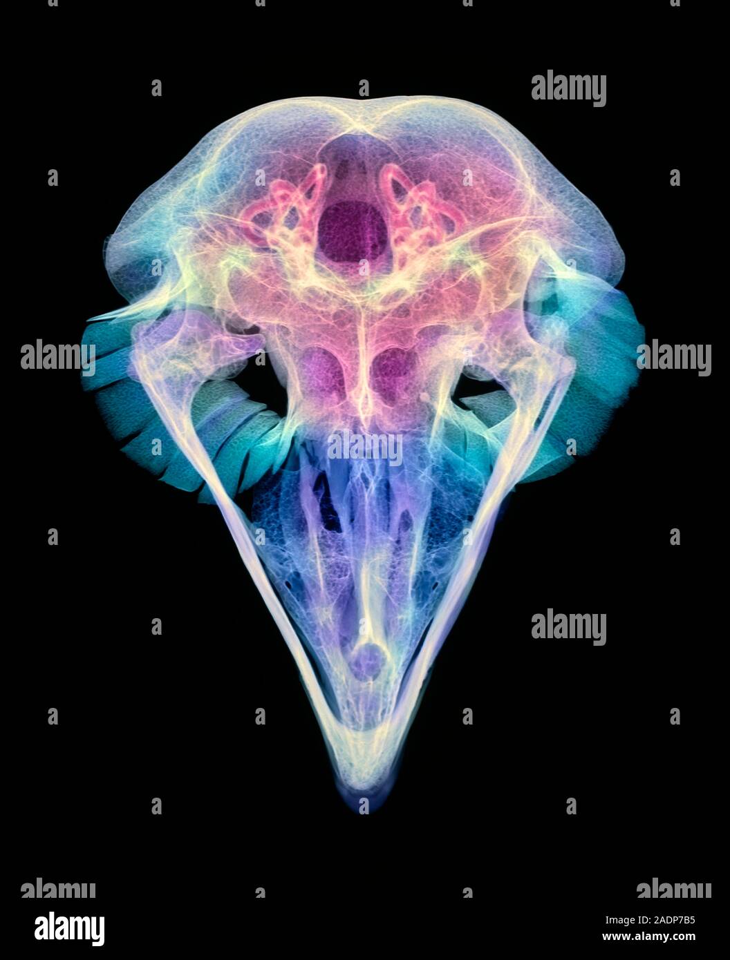 Owl skull. Coloured X-ray of an eagle owl's skull (Bubo sp.), from ...