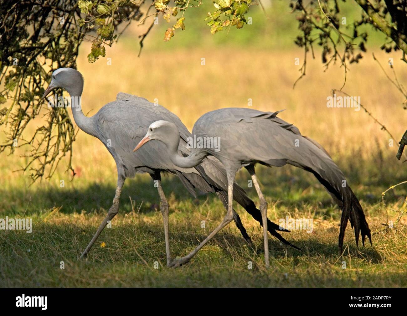 Pair of blue cranes (Anthropoides paradisea). This endangered species