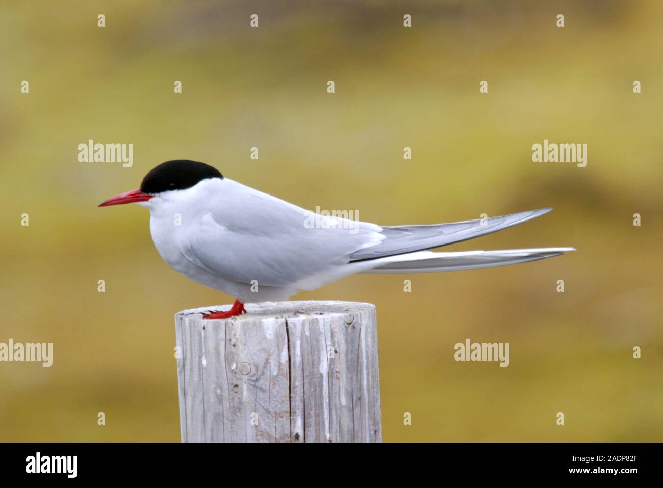 Arctic tern (Sterna paradisaea) on a fence post This bird has the