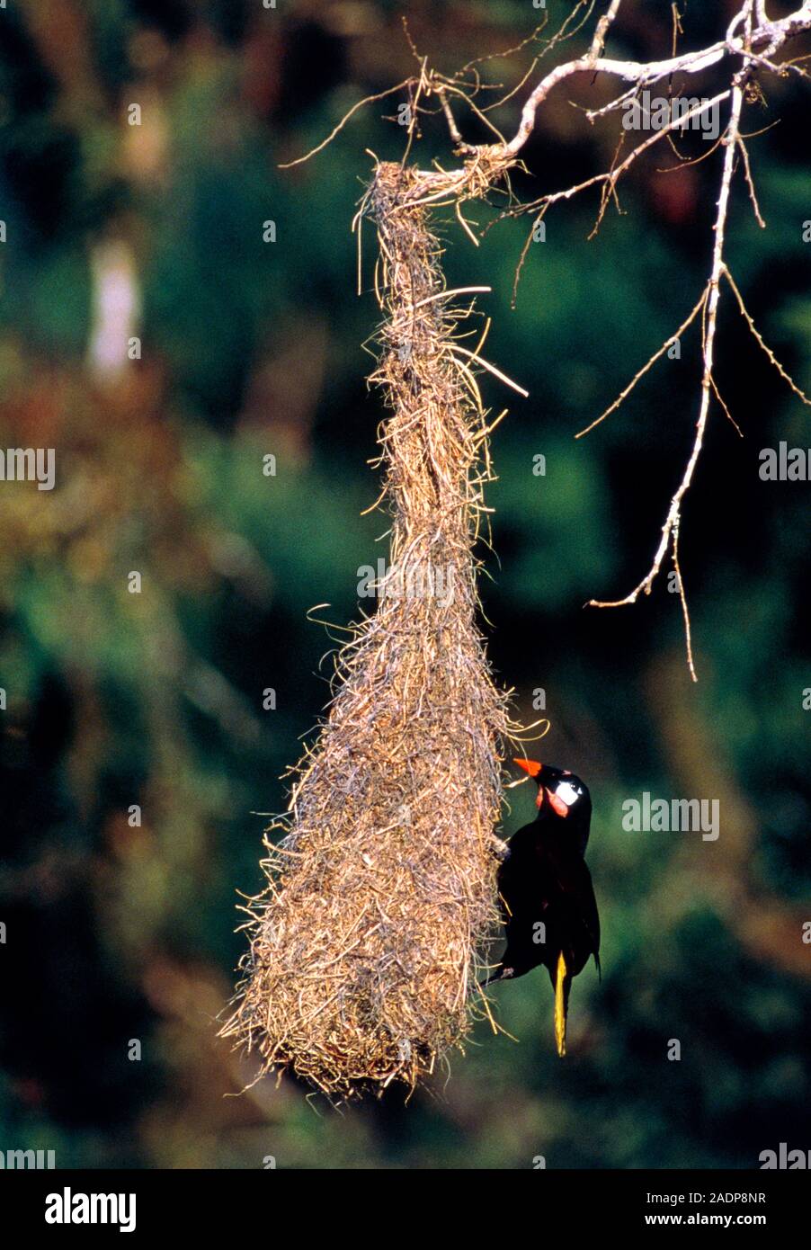 Montezuma oropendola. View of a Montezuma oropendola (Gymnostinops montezuma) perched on its hanging nest. These birds inhabit the forests of the Amer Stock Photo
