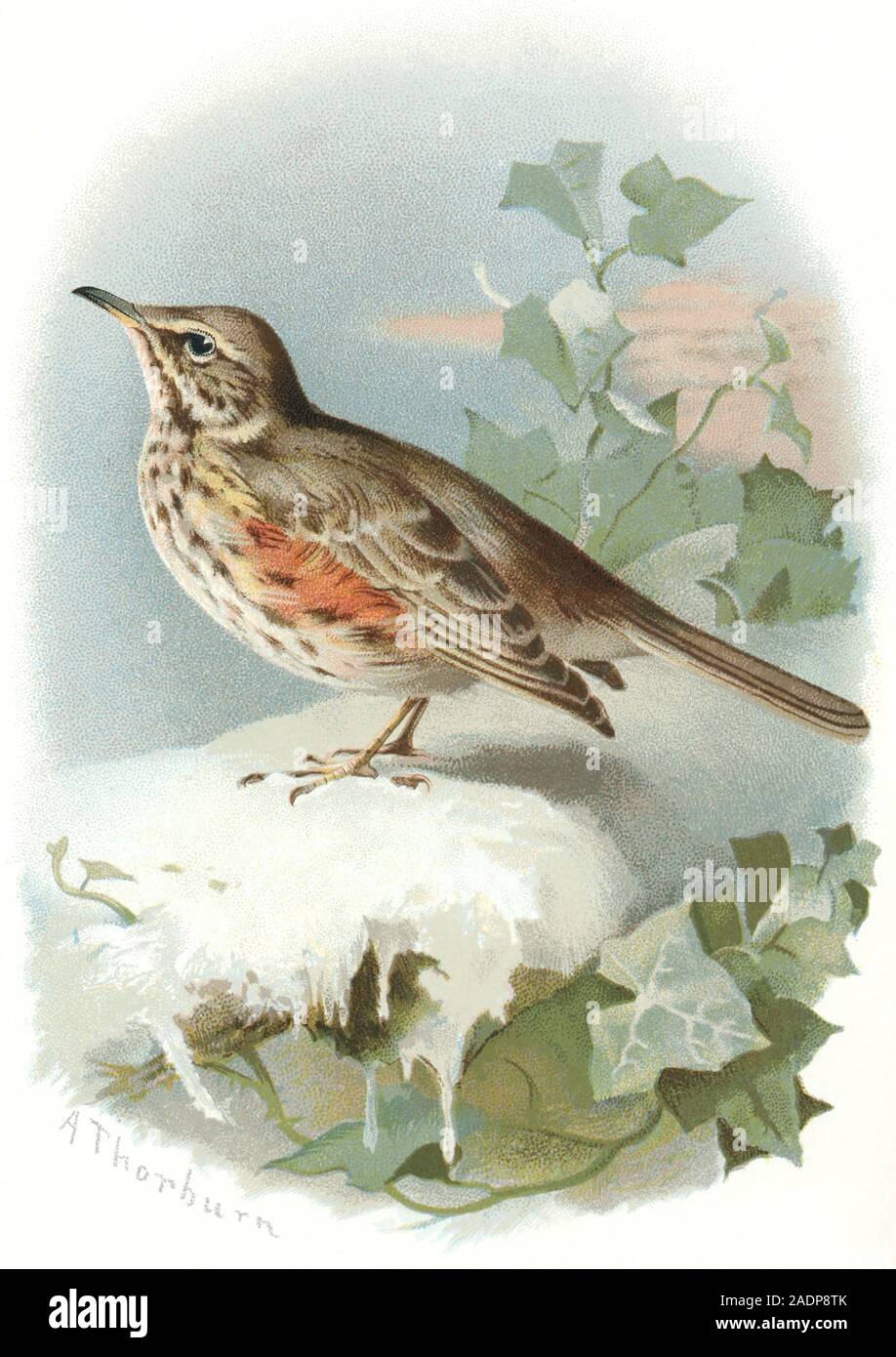 Redwing. Historical artwork of a redwing (Turdus iliacus), a type of