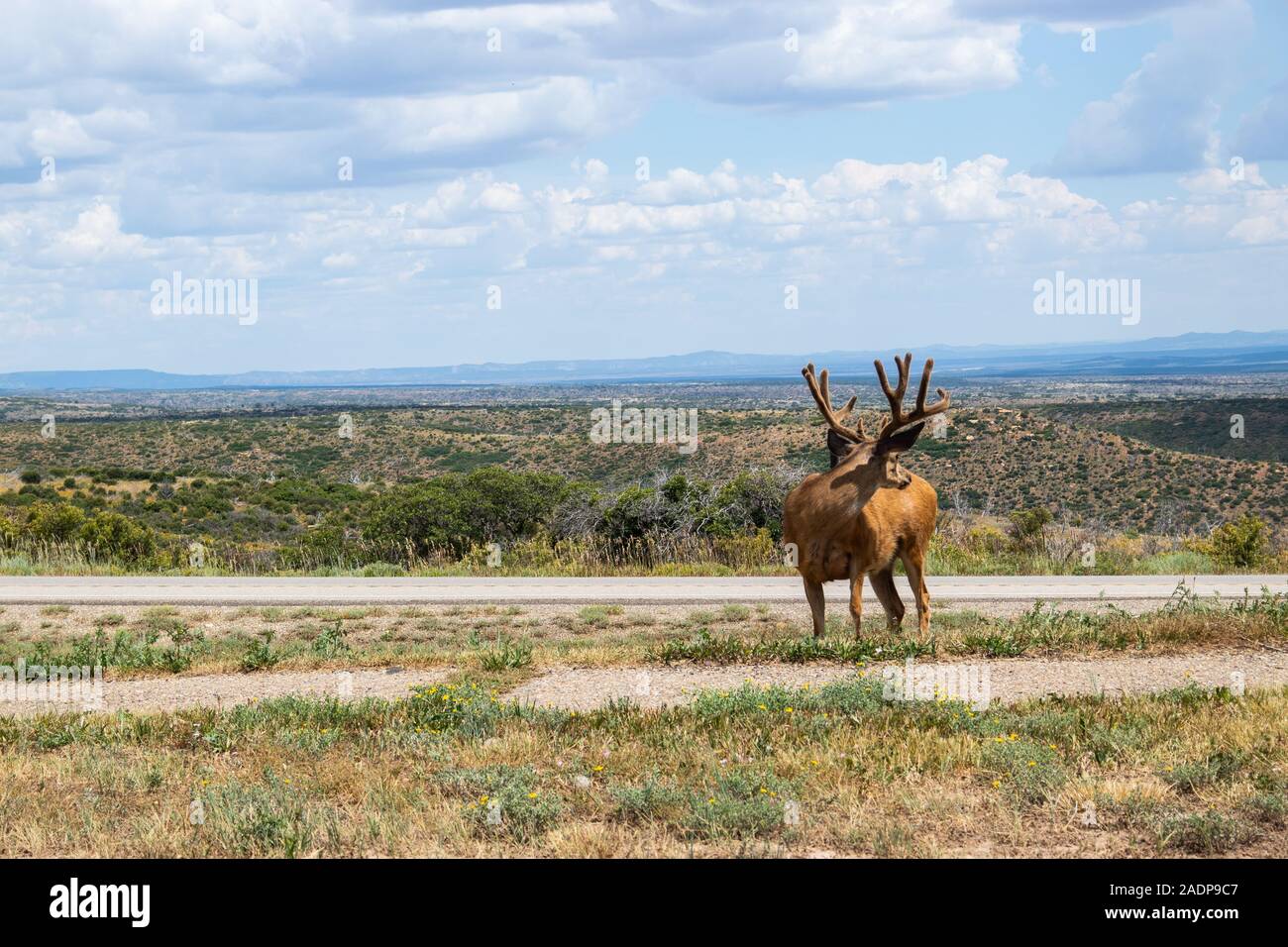 A stag stands on a mountain top in Mesa Verde Stock Photo