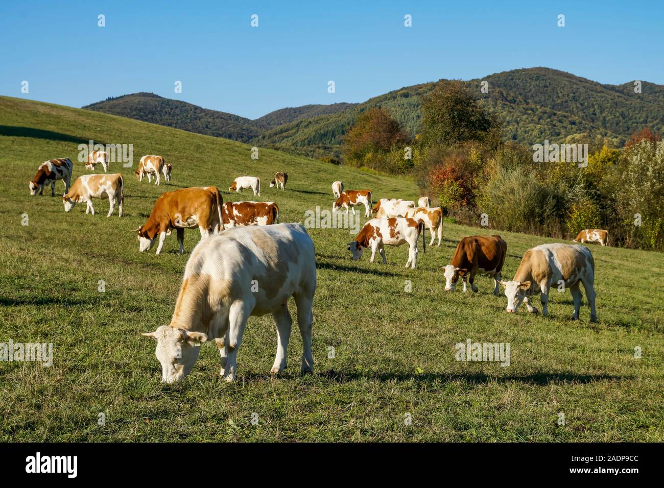 Cows in a pasture in the mountains. Eastern Carpathians, Slovakia, Europe Stock Photo