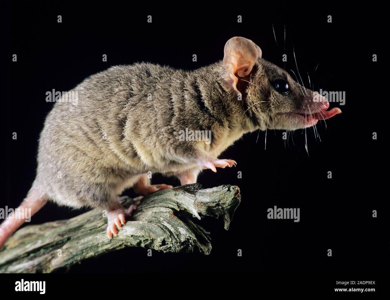Short-tailed opossum (Monodelphis domestica) sticking its tongue out
