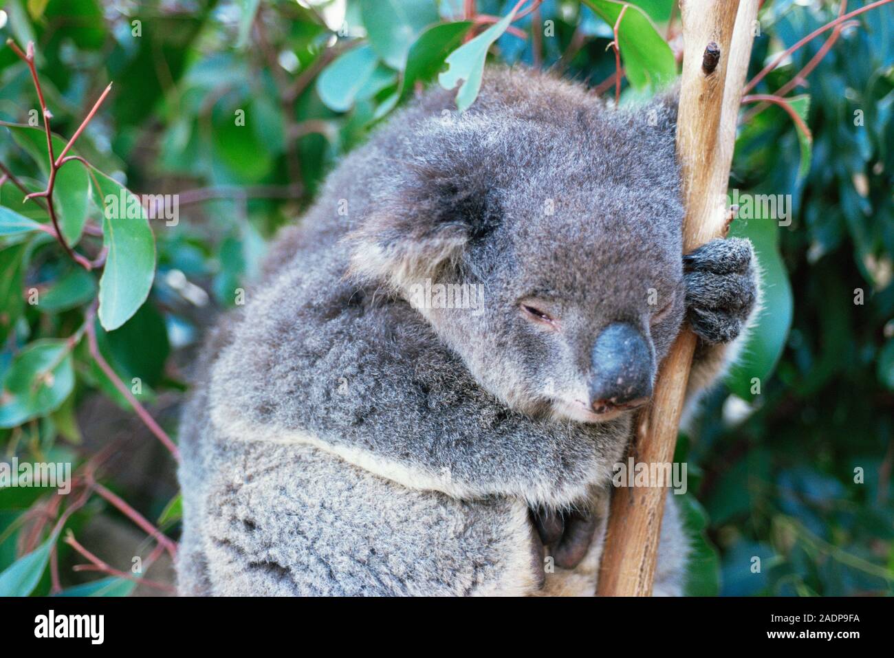 Koala in a tree. The koala (Phascolarctos cinereus) is an arboreal (tree-living) marsupial. It is relatively sedentary and sleeps for up to 18 hours a Stock Photo