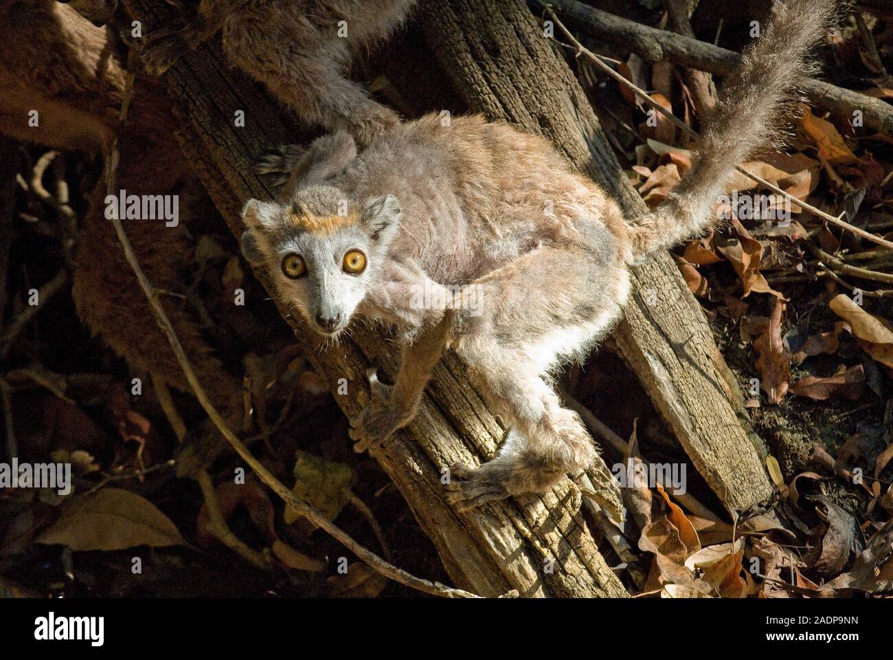 Young crowned lemur (Eulemur coronatus) preparing to jump. Crowned lemurs are endemic to the northern forests of Madagascar. Their bodies can reach le Stock Photo