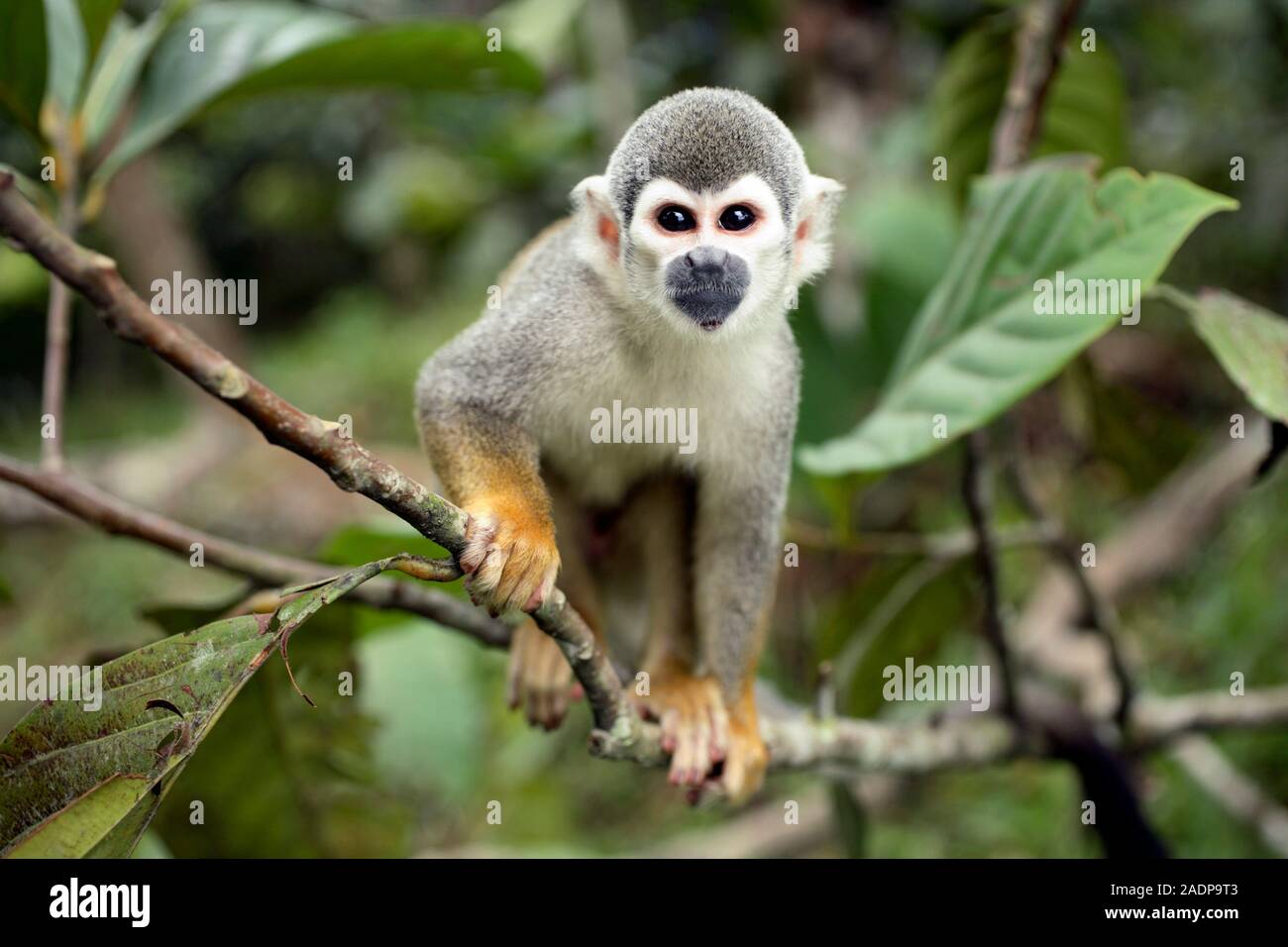 Common squirrel monkey (Saimiri sciureus). This monkey is found in